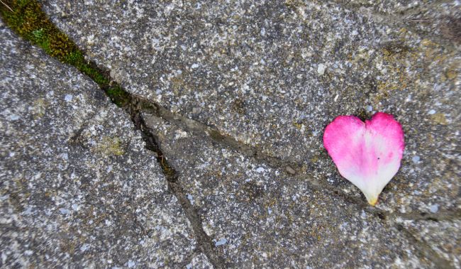 Rosenblatt in Herzform auf Asphalt am Boden neben einer Rinne